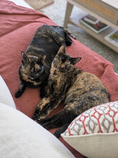 Two tortie cats on a couch.