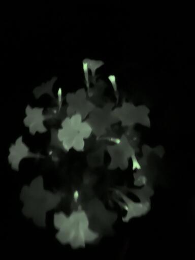 A picture of firefly petunias. Glow in the dark flowers on a black background (real).