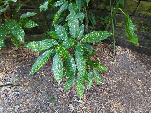 Shrub with yellow splotches on leaves